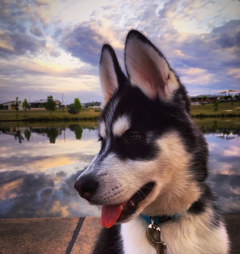 Loki's Scrapbook - photo heavy Bbf81010