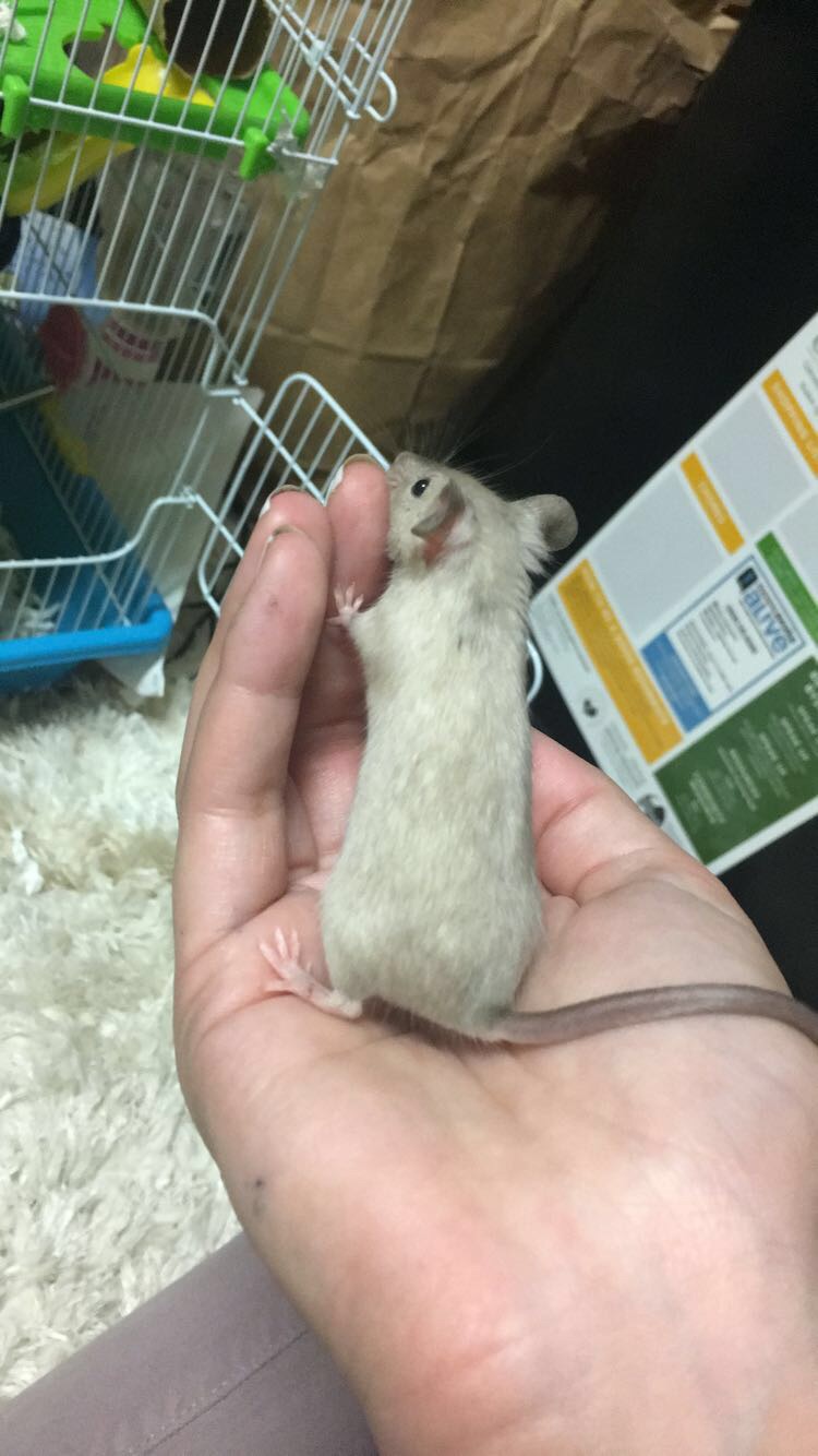 Meet my lil mice! Cookie10