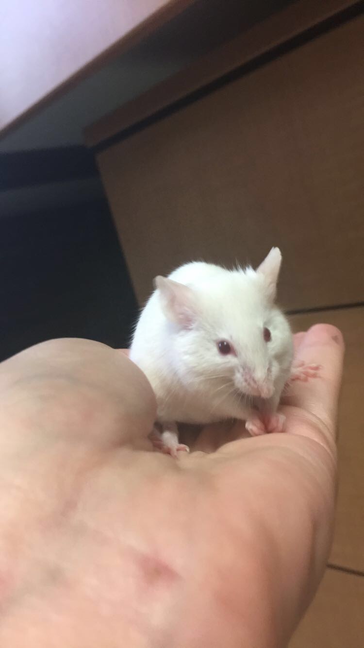 Meet my lil mice! Doorkn10