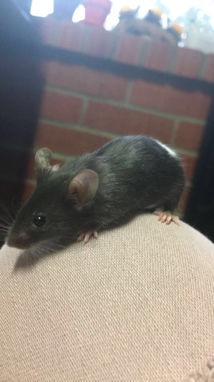 Meet my lil mice! Oreo10