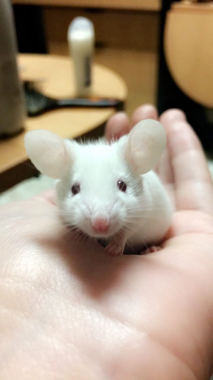 Meet my lil mice! Puta10