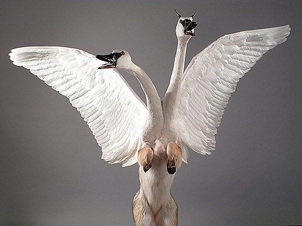 Mátame, camión! (El Tópic de la Taxidermia Chunga) - Página 10 Enriqu10