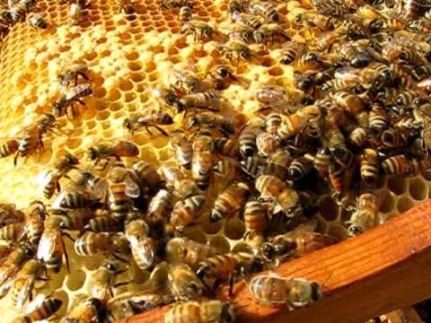 خطوات إقامة مشروع تربية النحل لانتاج العسل Vf10