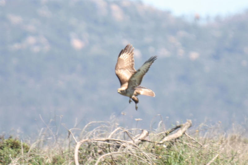 Bútio (buteo, rufinus, cirtensis, híbrido) ? Img_8711