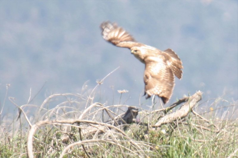 Bútio (buteo, rufinus, cirtensis, híbrido) ? Img_8712