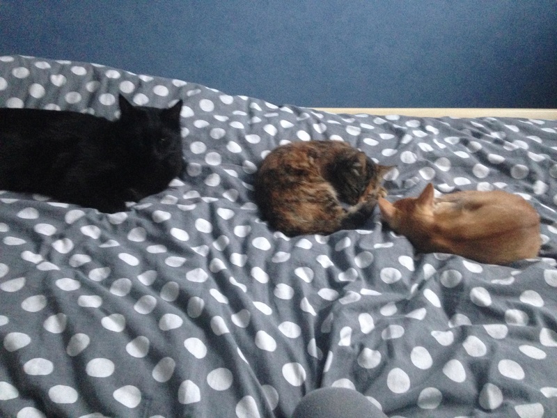 PERRY (Brooklyn) et GUSTAVE (Bham) 27785611