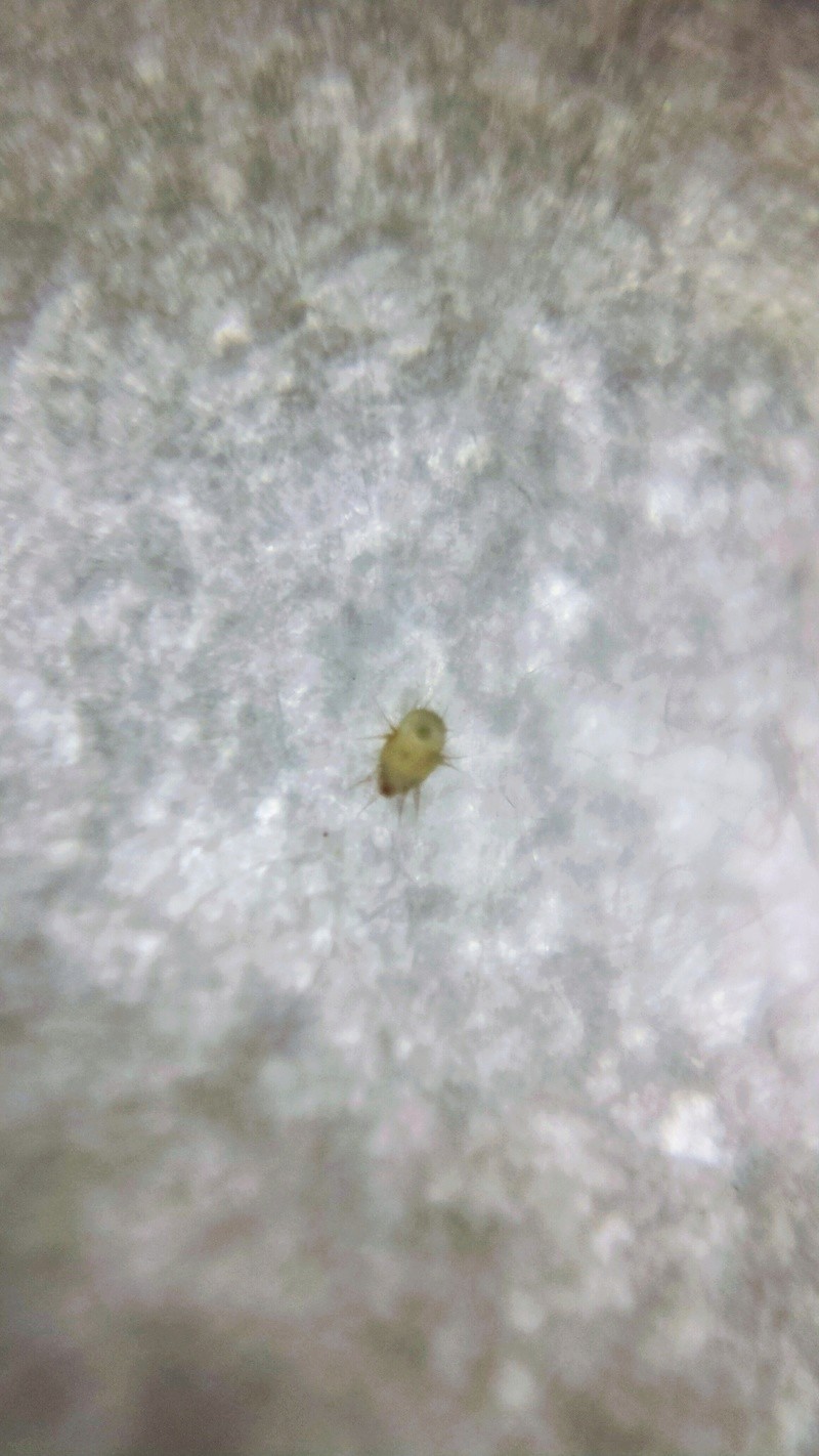 Are These Mites? 20180110