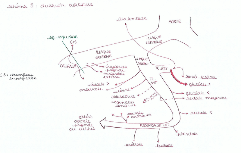 Abdomen : Artère épigastrique profonde et muscle grand droit Schyma10