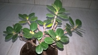 Please Help me to Identify my Ficus Wp_20117