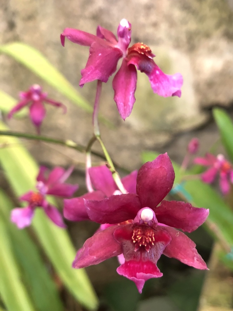 Orchideenzüchter ‚Quinta da Boa Vista‘ in Funchal auf Madeira 0837d010