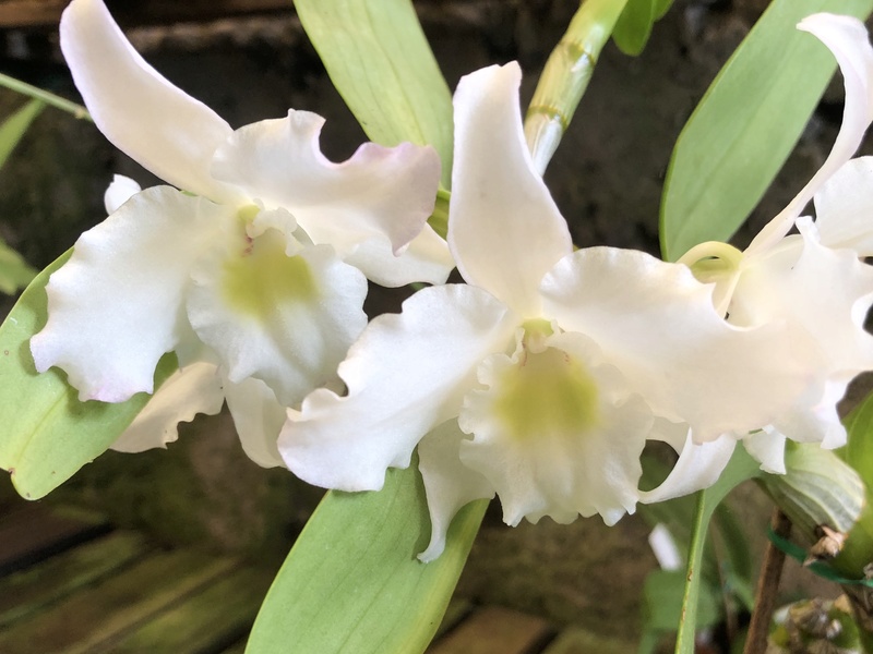 Orchideenzüchter ‚Quinta da Boa Vista‘ in Funchal auf Madeira 19f78c10