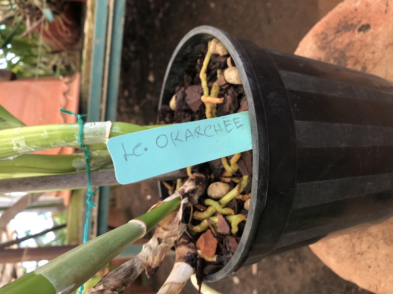Orchideenzüchter ‚Quinta da Boa Vista‘ in Funchal auf Madeira 1b48b810