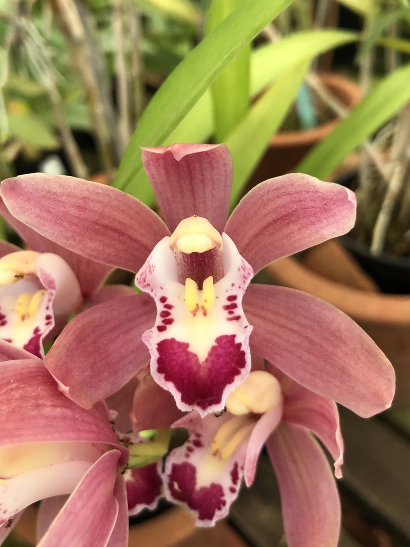 Orchideenzüchter ‚Quinta da Boa Vista‘ in Funchal auf Madeira 2422c810