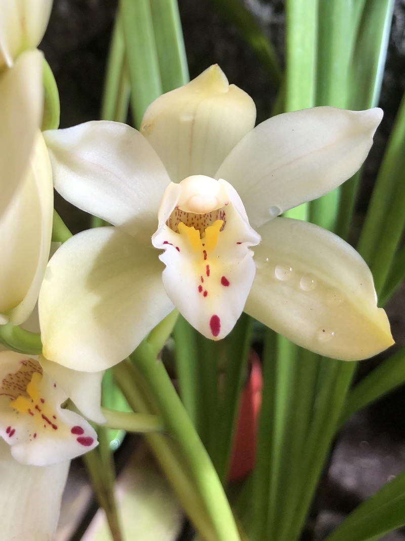 Orchideenzüchter ‚Quinta da Boa Vista‘ in Funchal auf Madeira 2c527710