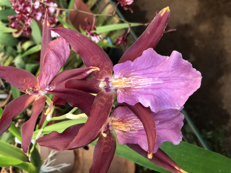 Orchideenzüchter ‚Quinta da Boa Vista‘ in Funchal auf Madeira 40444310
