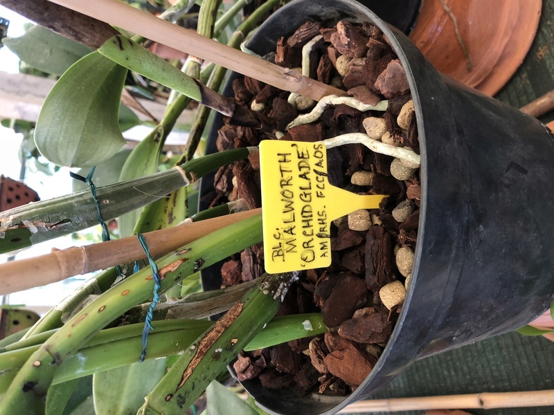 Orchideenzüchter ‚Quinta da Boa Vista‘ in Funchal auf Madeira 40f37110