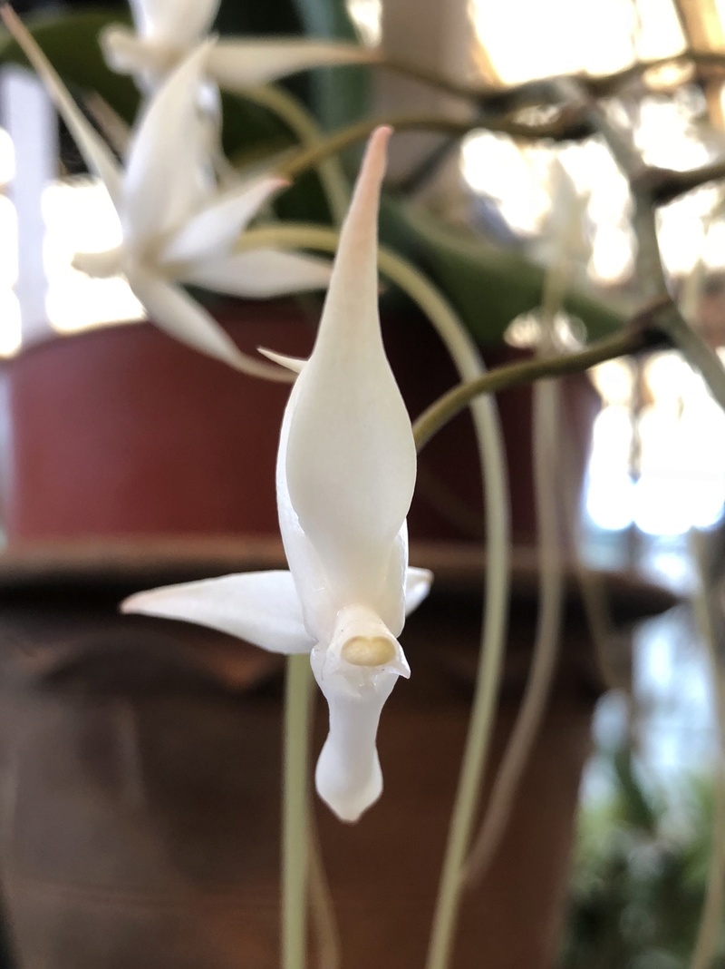 Orchideenzüchter ‚Quinta da Boa Vista‘ in Funchal auf Madeira 4d6fa110