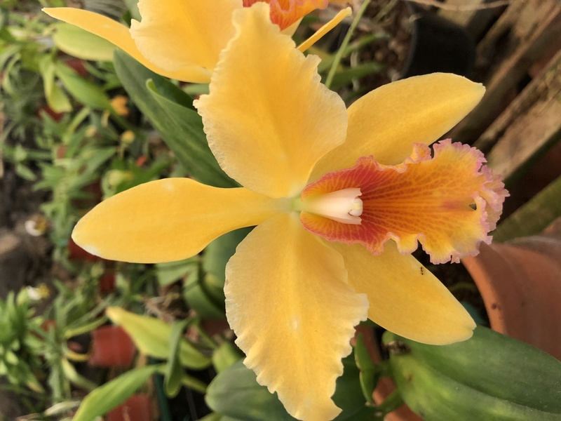 Orchideenzüchter ‚Quinta da Boa Vista‘ in Funchal auf Madeira 73332c10