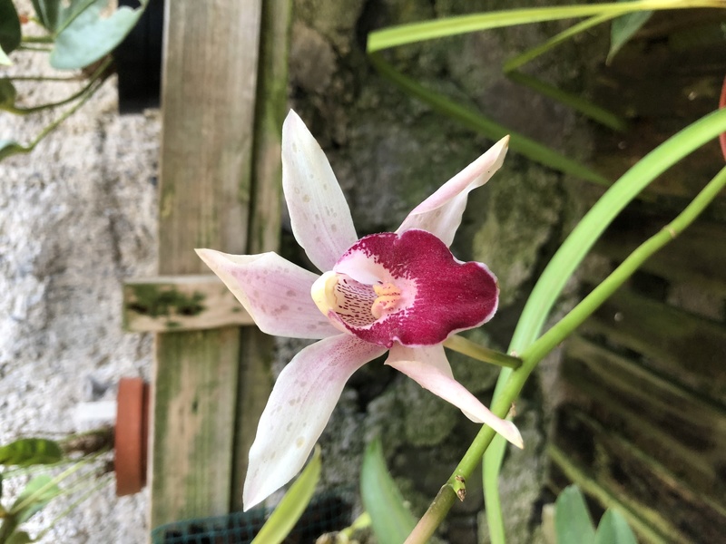 Orchideenzüchter ‚Quinta da Boa Vista‘ in Funchal auf Madeira 757dee10