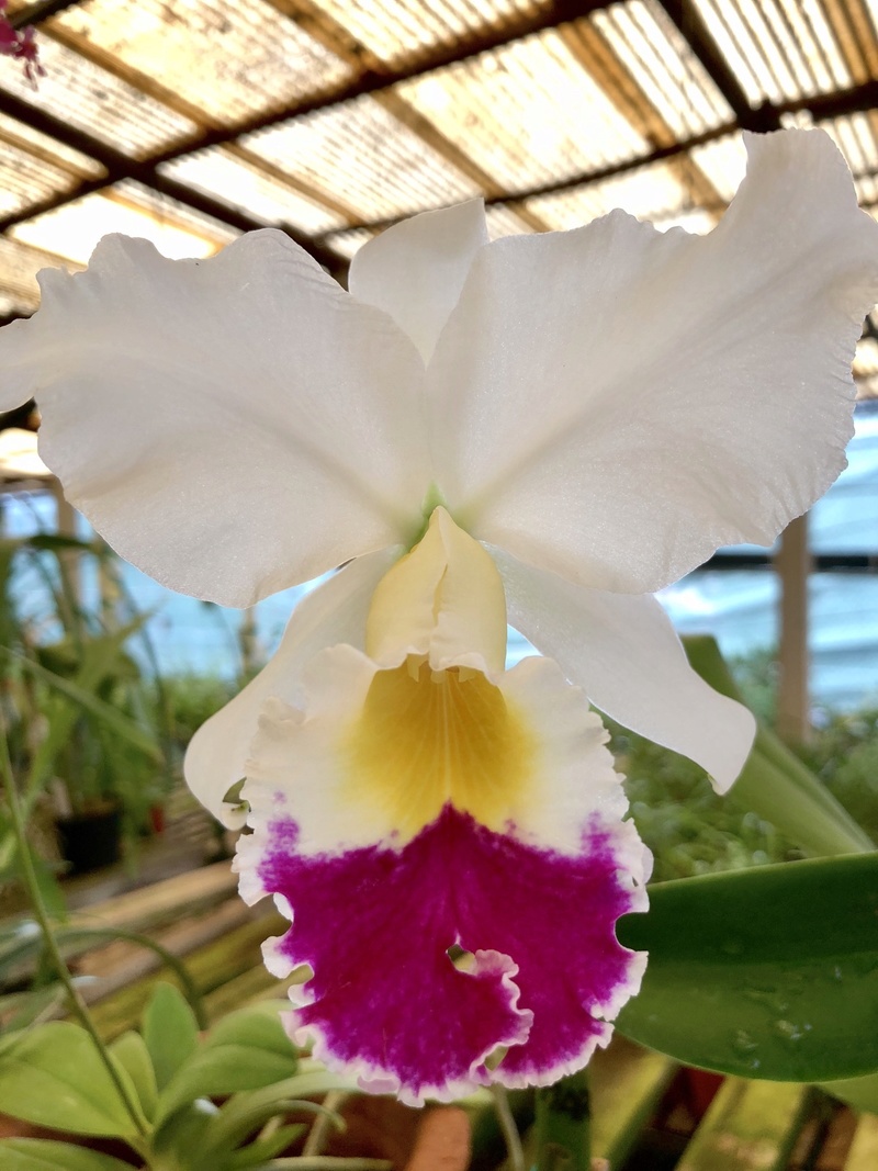Orchideenzüchter ‚Quinta da Boa Vista‘ in Funchal auf Madeira 7b566710