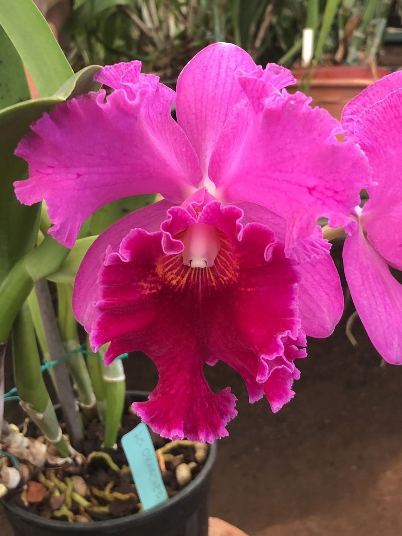 Orchideenzüchter ‚Quinta da Boa Vista‘ in Funchal auf Madeira A071f910