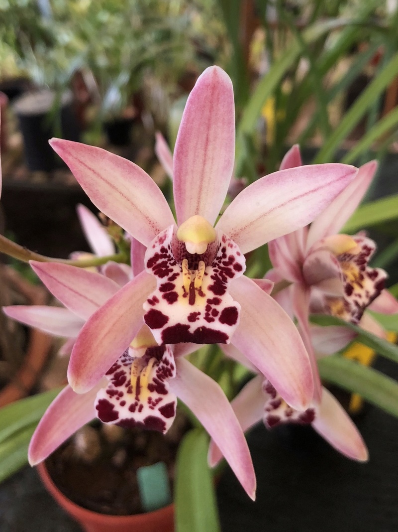 Orchideenzüchter ‚Quinta da Boa Vista‘ in Funchal auf Madeira Ad604c10