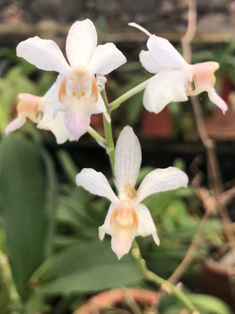Orchideenzüchter ‚Quinta da Boa Vista‘ in Funchal auf Madeira Ae59f810