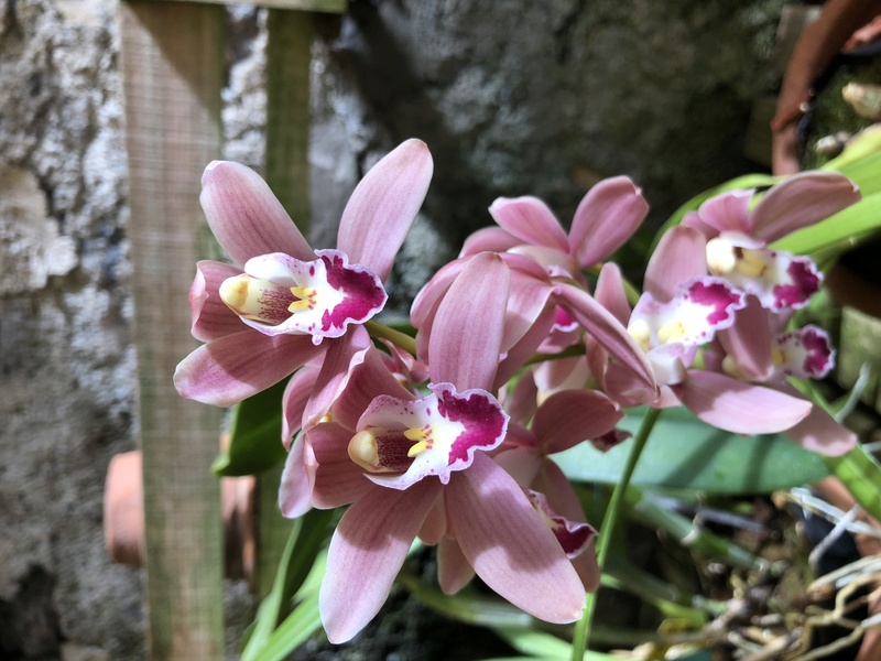 Orchideenzüchter ‚Quinta da Boa Vista‘ in Funchal auf Madeira B849cf10