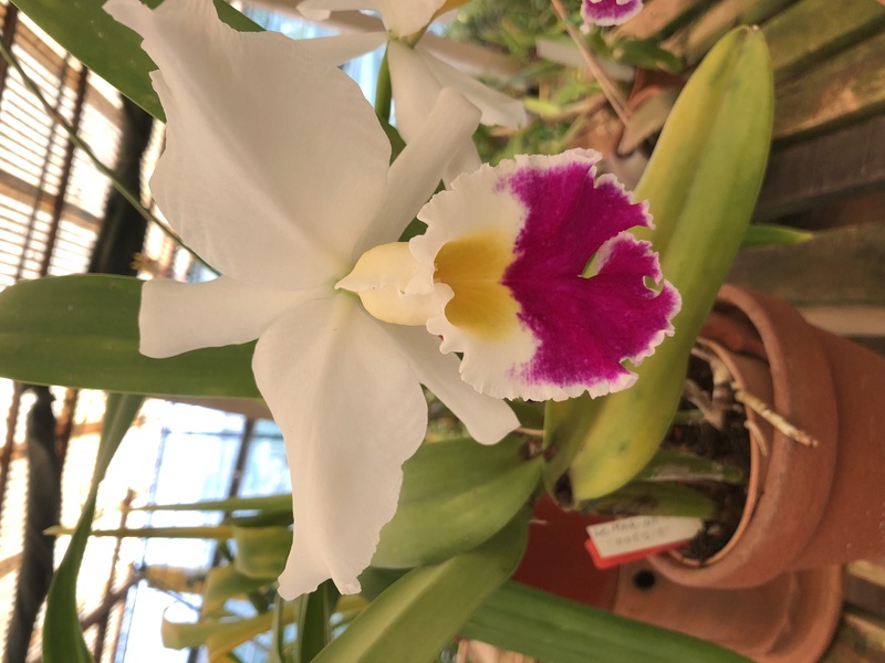 Orchideenzüchter ‚Quinta da Boa Vista‘ in Funchal auf Madeira Ba334510