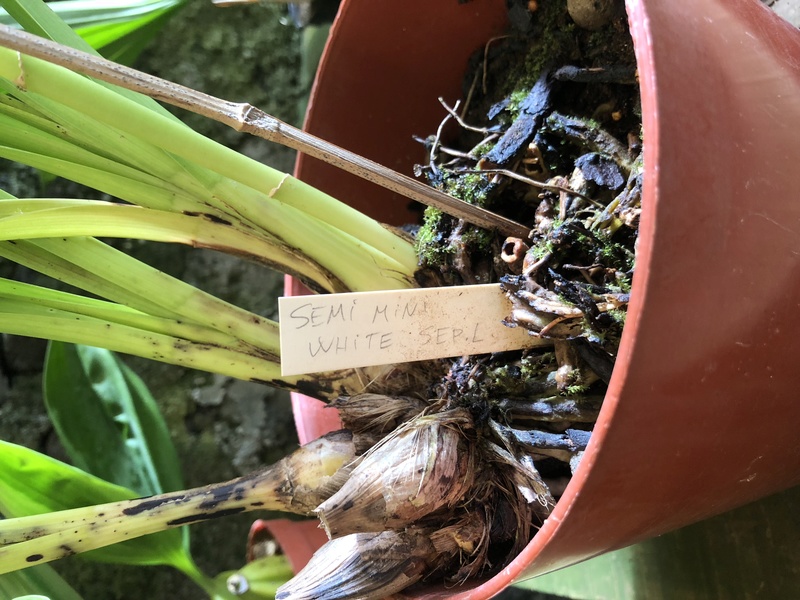 Orchideenzüchter ‚Quinta da Boa Vista‘ in Funchal auf Madeira Bdd02810