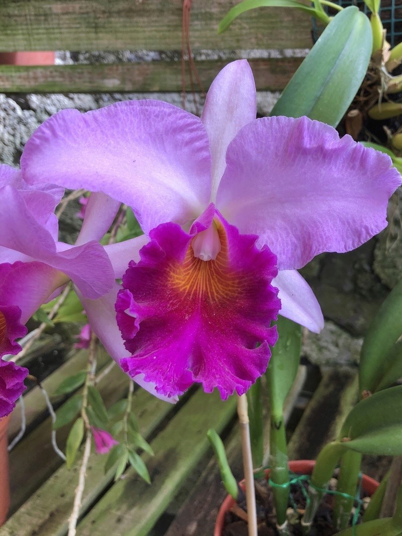 Orchideenzüchter ‚Quinta da Boa Vista‘ in Funchal auf Madeira Cb45a110