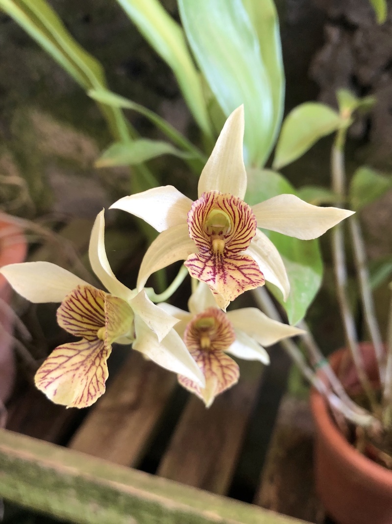 Orchideenzüchter ‚Quinta da Boa Vista‘ in Funchal auf Madeira Cca4ac10