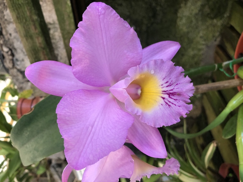 Orchideenzüchter ‚Quinta da Boa Vista‘ in Funchal auf Madeira F05bd810