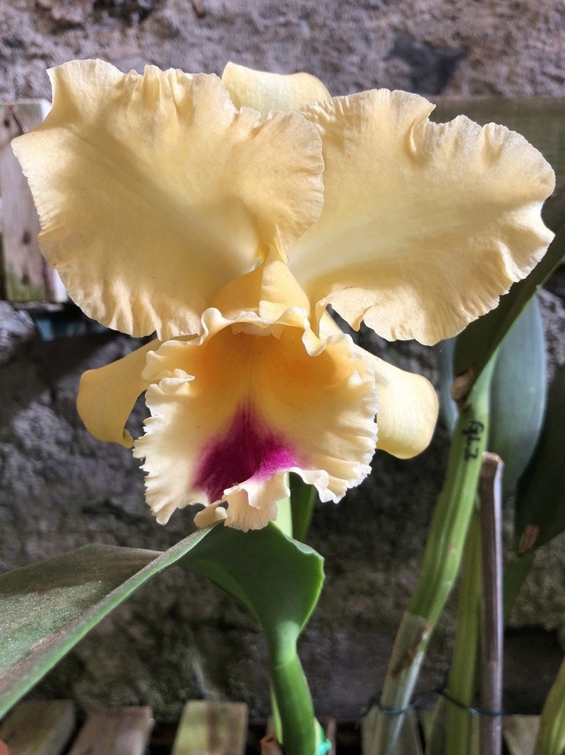 Orchideenzüchter ‚Quinta da Boa Vista‘ in Funchal auf Madeira Fdb95210