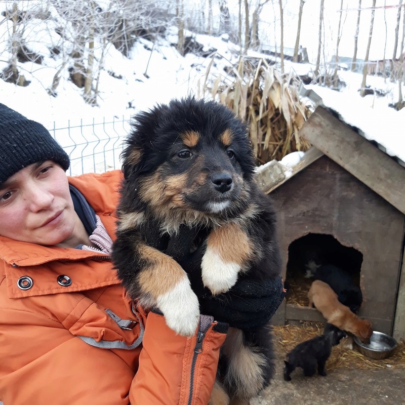 LORY / chiot femelle /Née vers NOV 2017/TAILLE MOYENNE ADULTE / adoptée 27496310