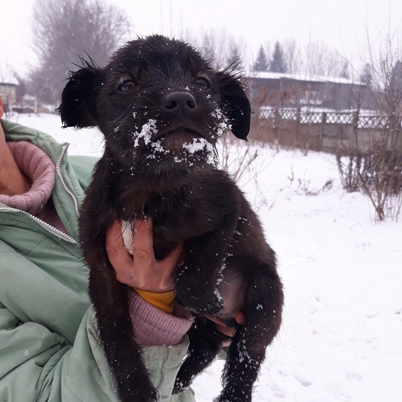 NERO / chiot mâle / né le 20 novembre 2017 environ /TAILLE PETITE ADULTE en attente de rapatriement 28236711