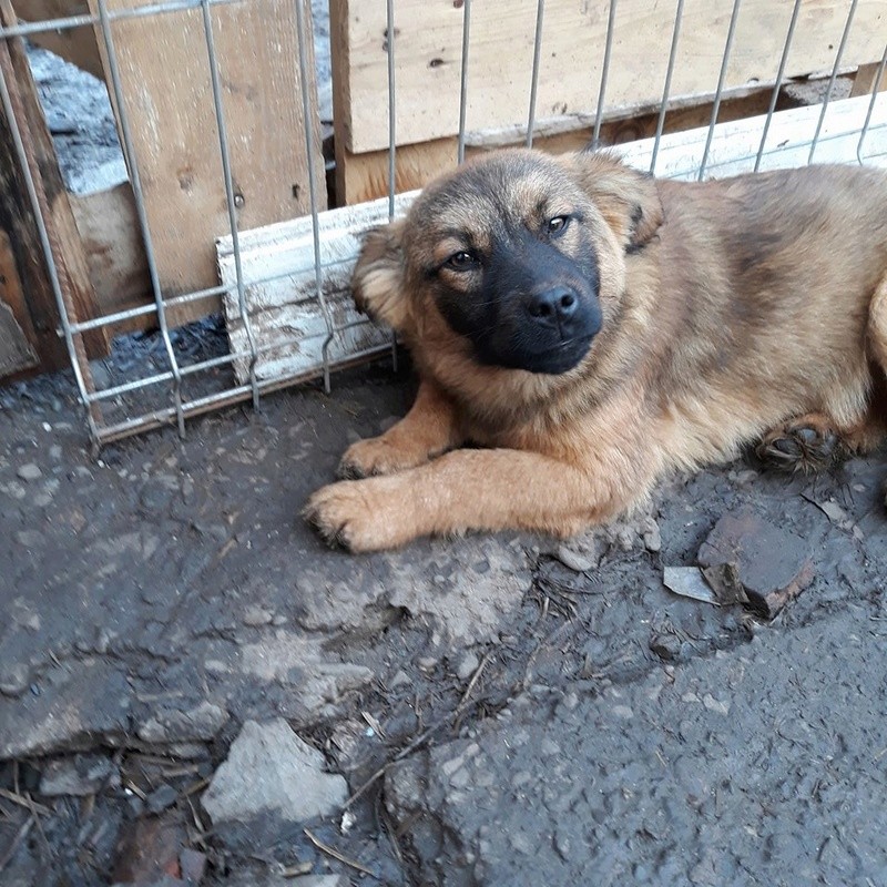 ROKY/Mâle/né en dec 2017/Taille moyenne âge adulte /adopté en attente de rapatriement 29550411