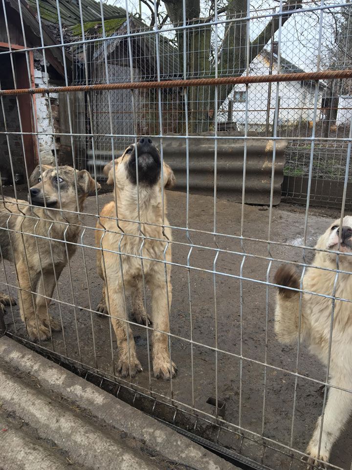 FABIO/Mâle/Né au environ de NOV 2017/TAILLE MOYENNE ADULTE/FA ALSACE 67 Fabio710