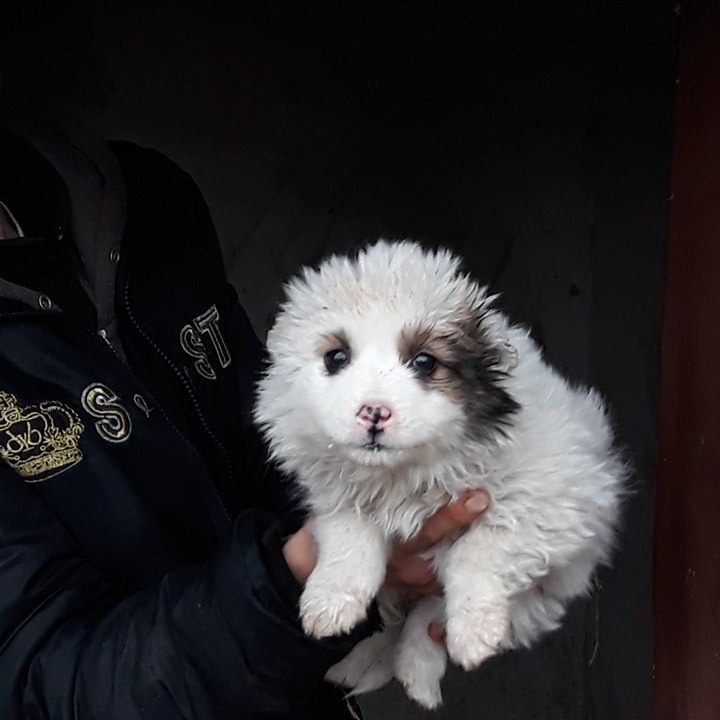 PUFINA/Femelle/née en Novembre 2017/Taille PETITE ADULTE / ADOPTEE Pufina12