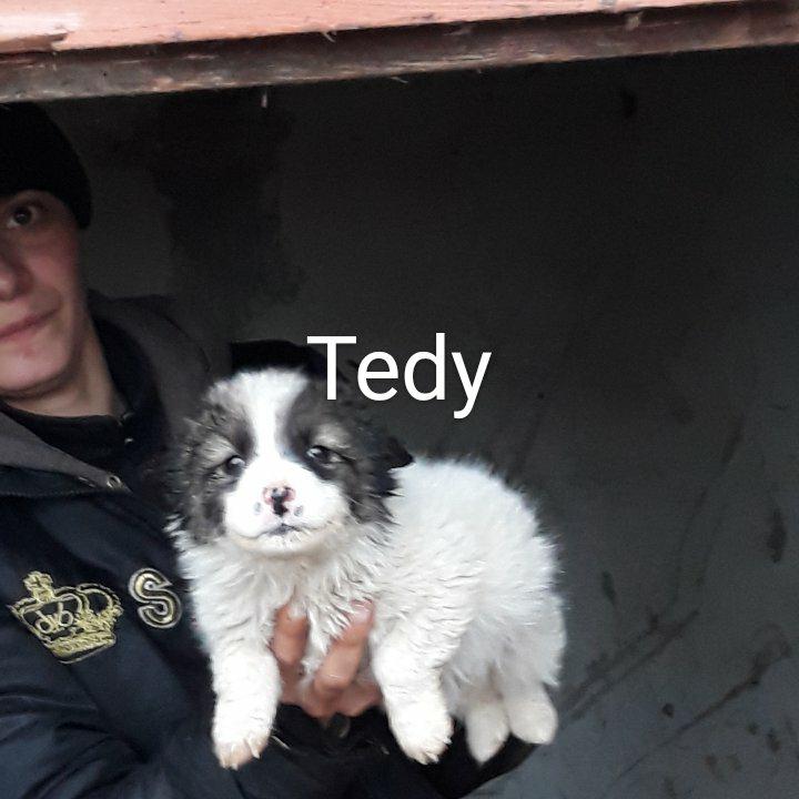 TEDY /MALE /TAILLE PETITE/TAILLE MOYENNE AGE ADULTE ADOPTE Teddy10
