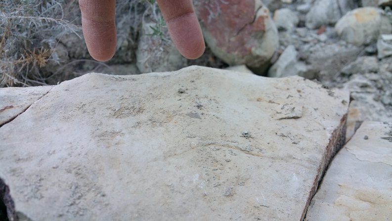 Ammonite crecidito Anapuz12