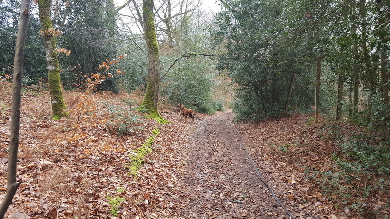 INDIGO, Mâle type berger malinois (01/05/2013)  - Page 4 20180214