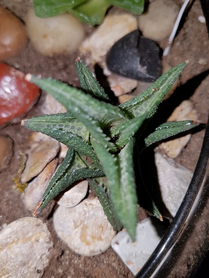 Aloe ? 25299010