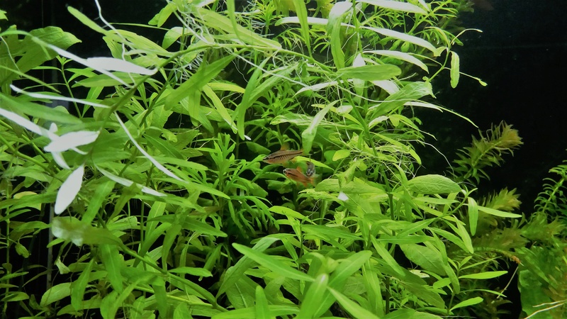 Population pour 120L planté, 1er aquarium 2018_012