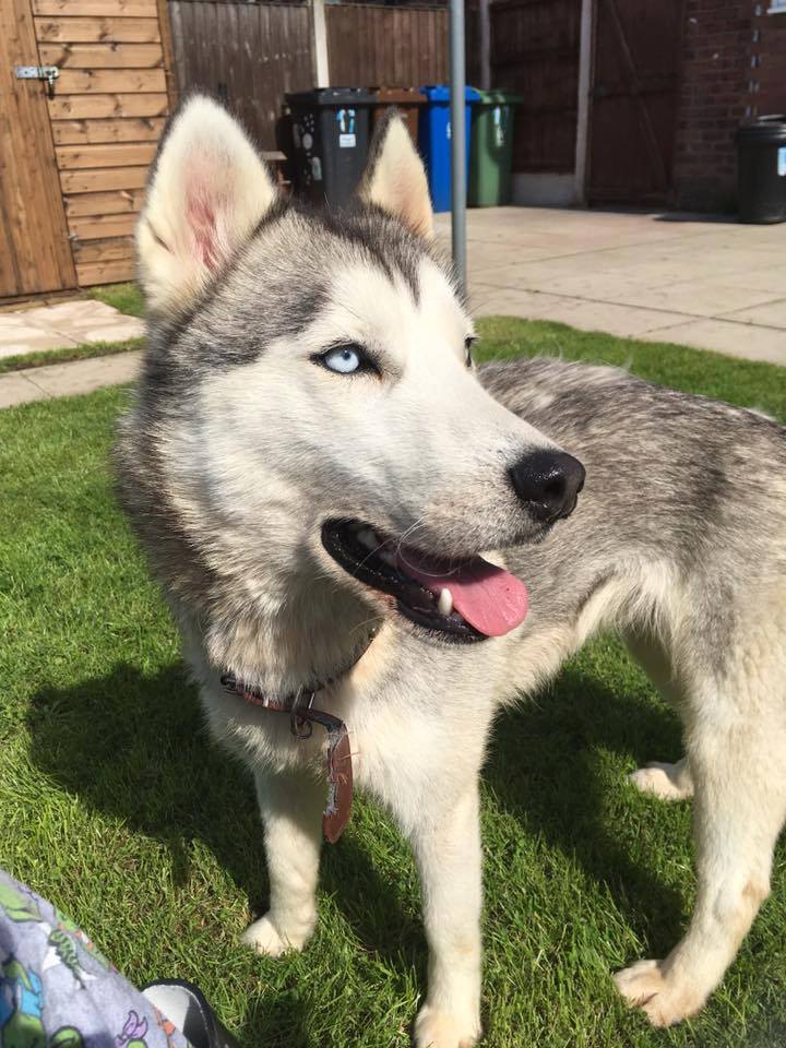 Heyyy! I'm a newbie, owner of a 4 year old Husky! <3  13880110