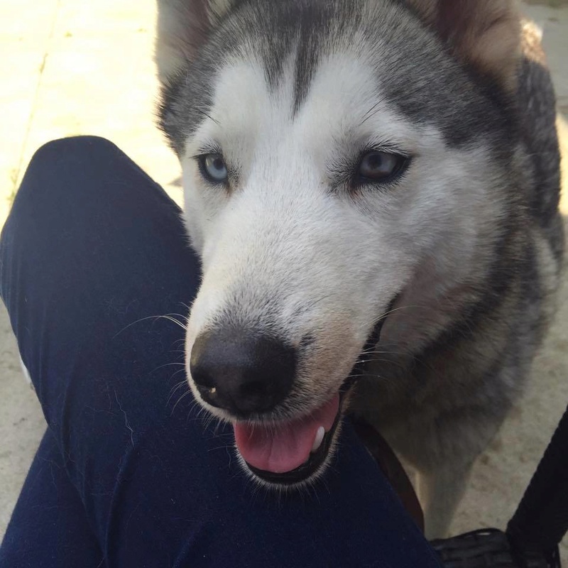 Heyyy! I'm a newbie, owner of a 4 year old Husky! <3  13935110