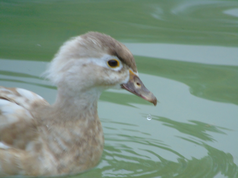 Pedido de ID - pato bico vermelho juvenil? Jamor 16/02/2018 Dsc02211