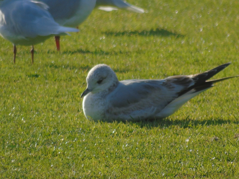 Pedido de ID - gaivotas Jamor 16/02/2018 Dsc02215