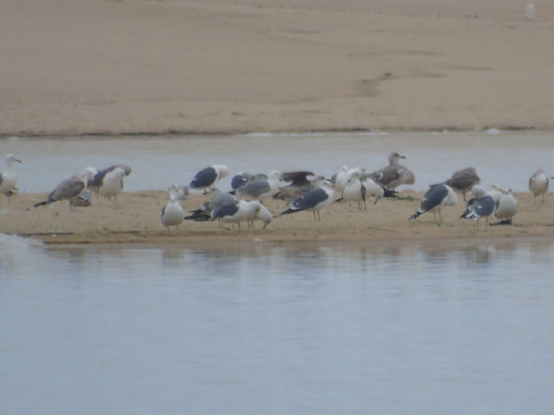 Pedido de ID - gaivotas - lagoa de Albufeira 17/02/2018 Dsc02313