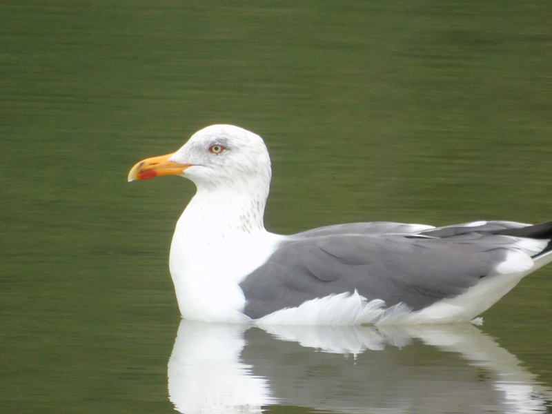 Pedido de ID - gaivotas - lagoa de Albufeira 17/02/2018 Dsc02411